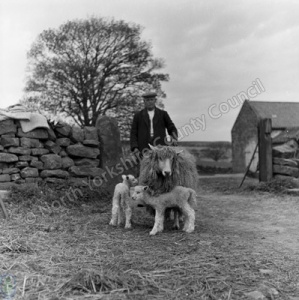 Shepherding, Harwood Dale
